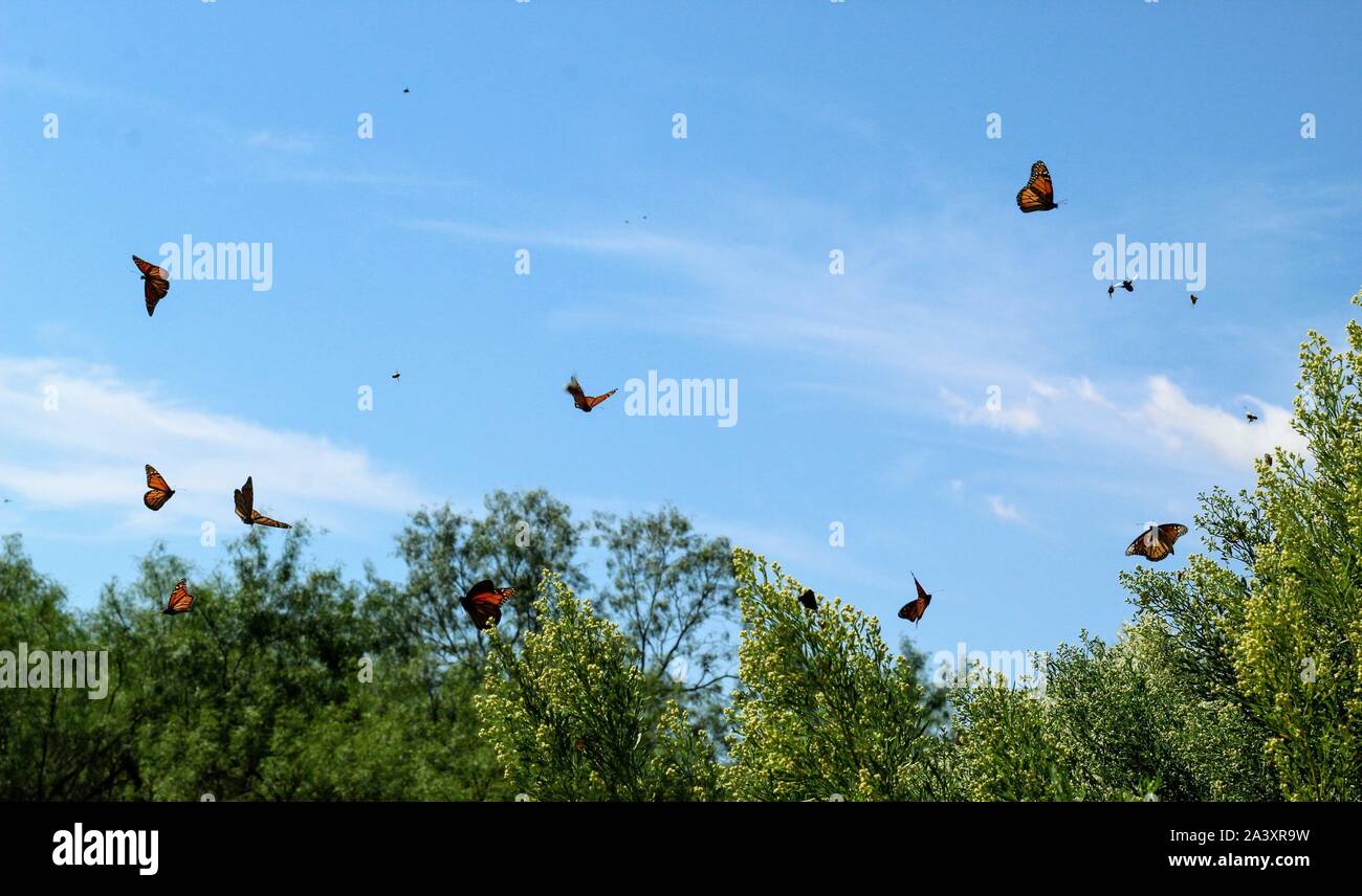 Monarch butterflies stopping in San Angelo, Texas, USA during their fall migration to Mexico. Stock Photo