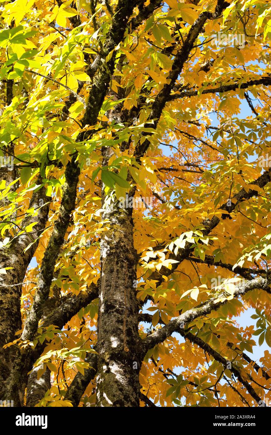 Aesculus flava - the yellow buckeye tree. Stock Photo