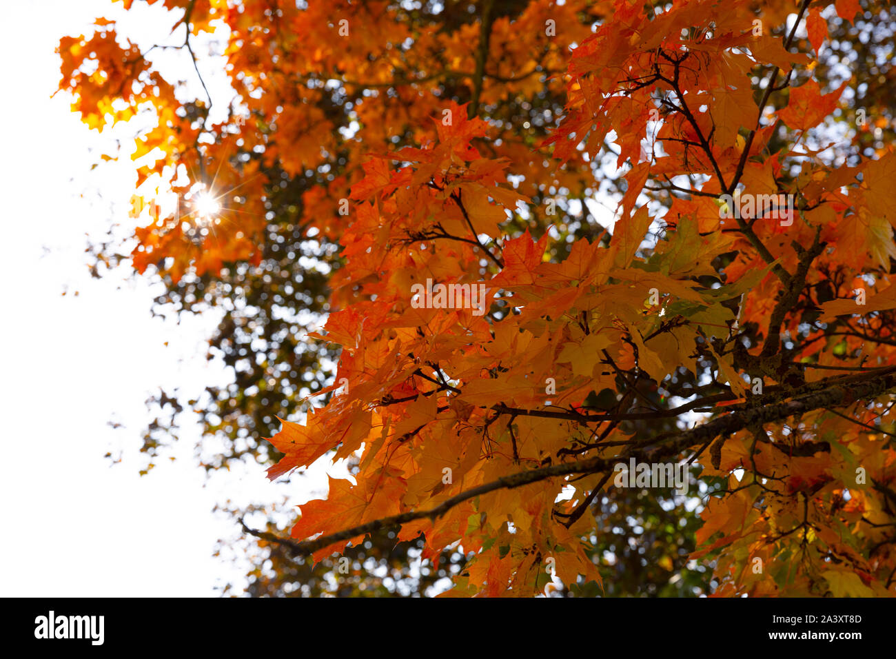 Maple tree with golden leaves against bright sky. Beautiful autumn day in city park. Stock Photo
