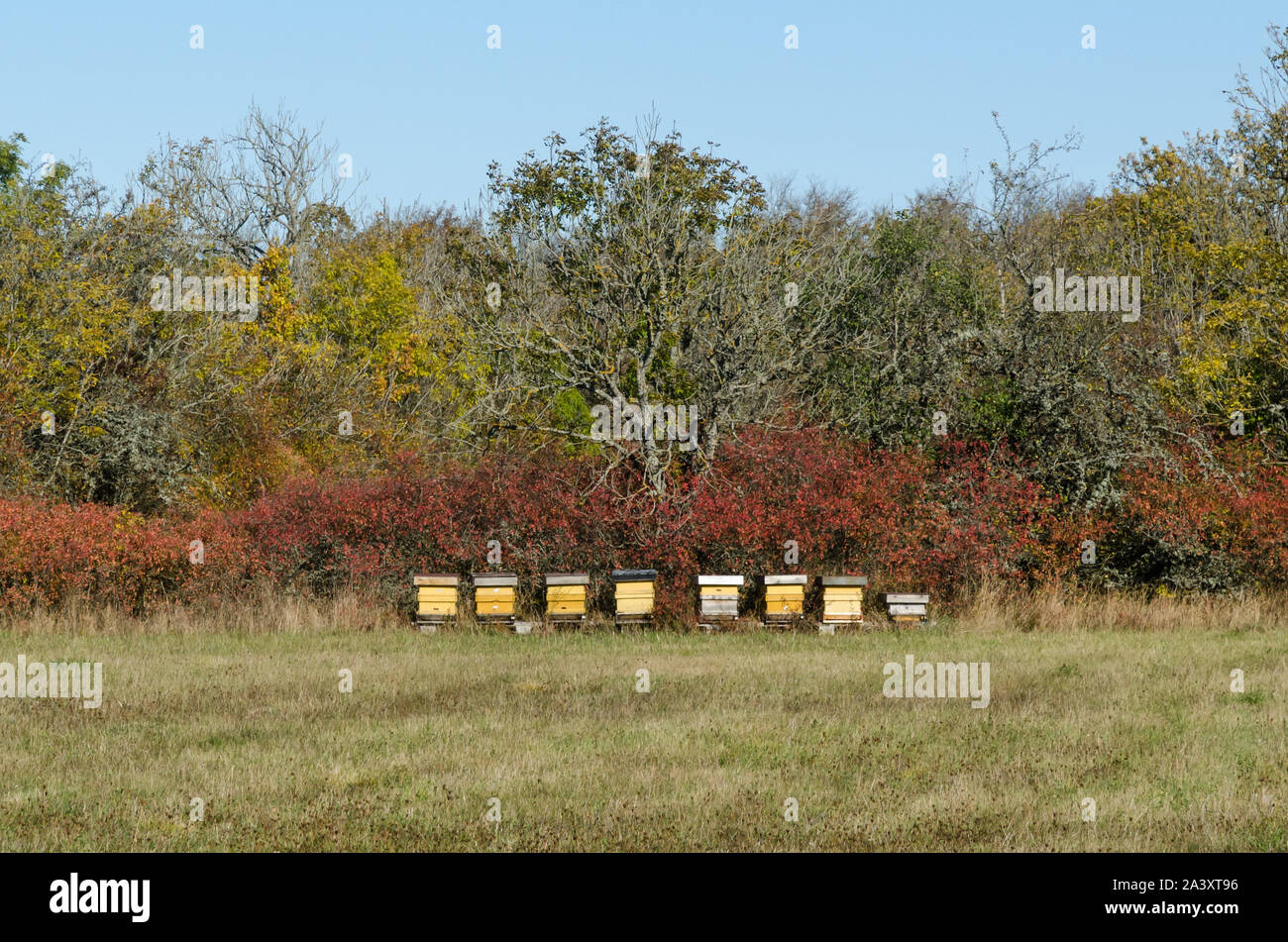 Yellow beehives in a forest glade by fall season Stock Photo