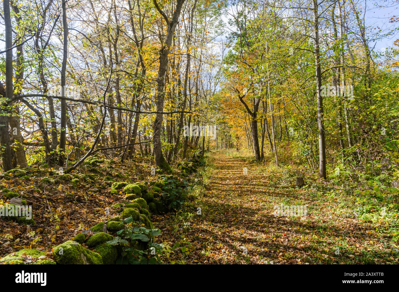 Bright footpath with golden fall colors in a deciduous forest Stock ...