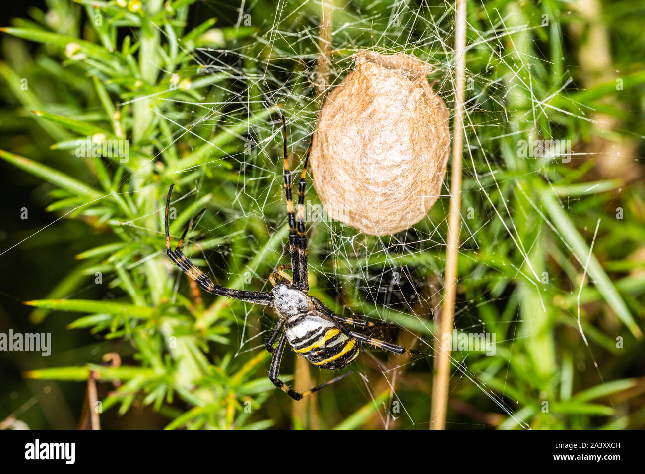 Colour wildlife photograph of Wasp spider (Argiope bruennichi) with egg sac. Stock Photo