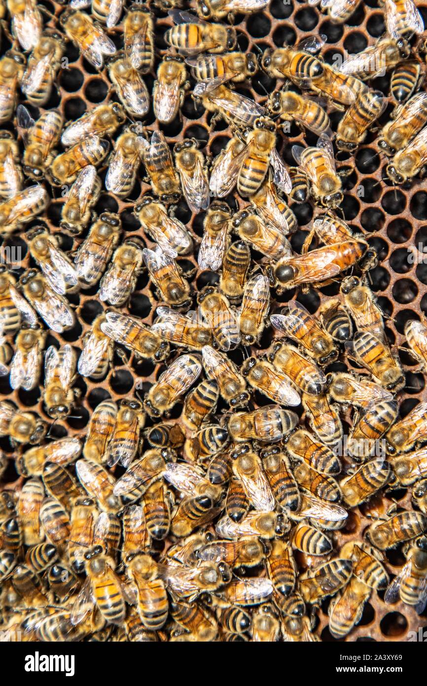 THE QUEEN ON A BROOD FRAME IN THE MIDDLE OF HER COLONY, WORKING WITH BEEHIVES, BURGUNDY, FRANCE Stock Photo