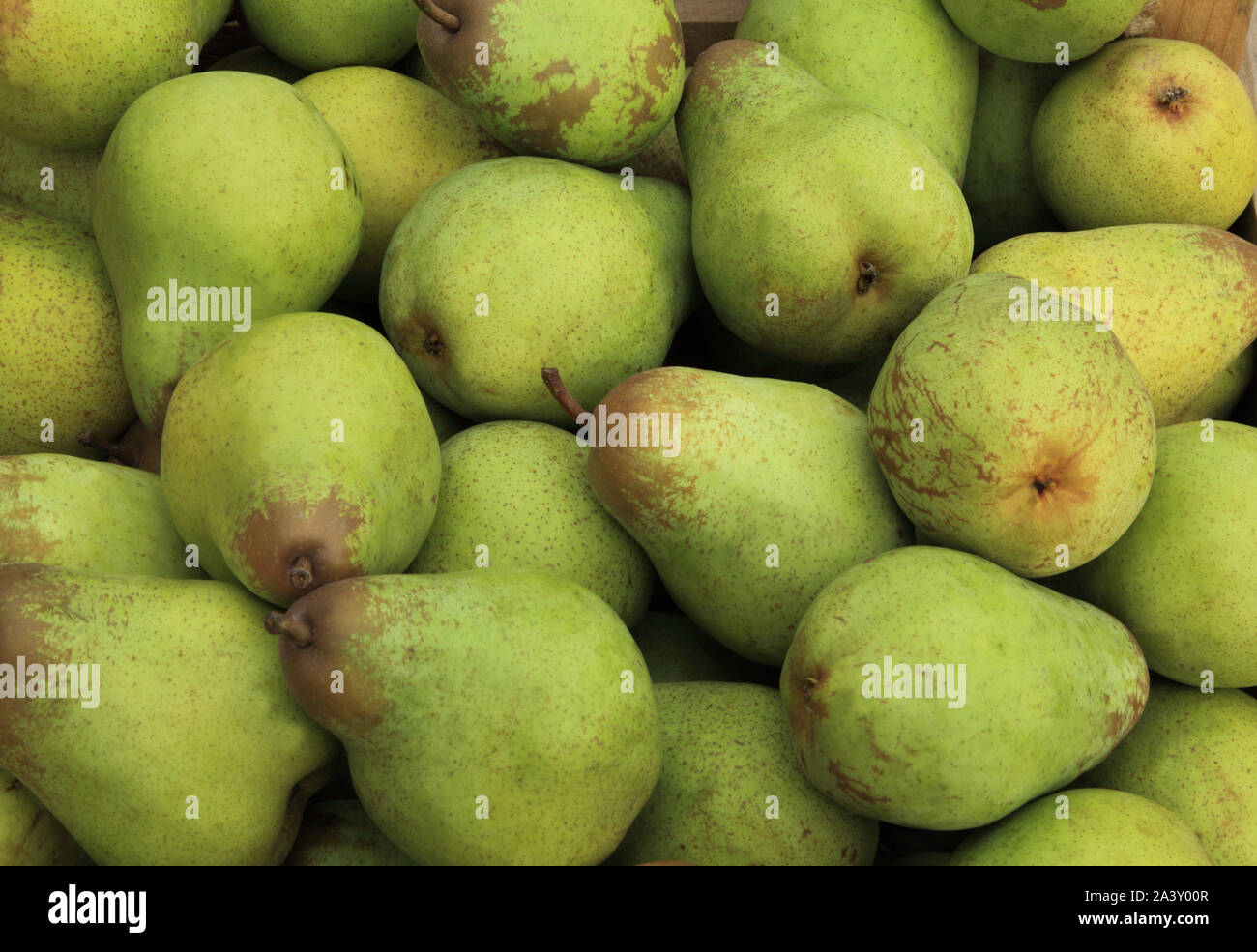 Pear 'Pitmaston Duchess', pears, cooking, eating, pears, Pyrus Communis Stock Photo