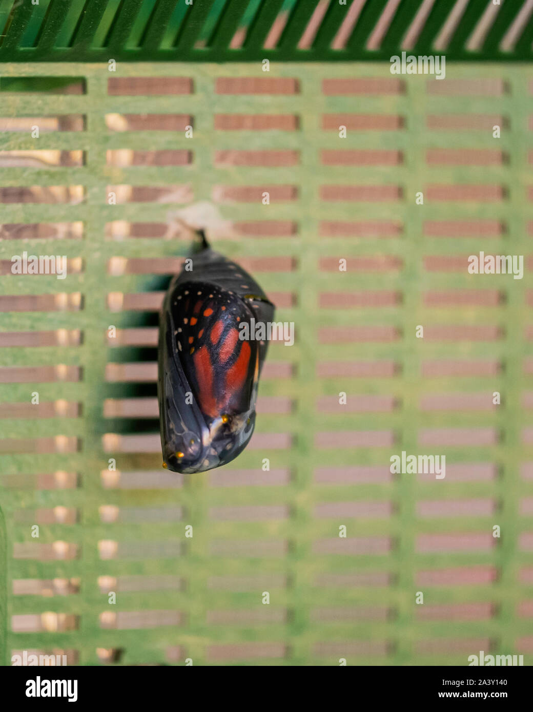 Monarch butterfly, Danaus plexippus chrysalis fastened to the lid of a