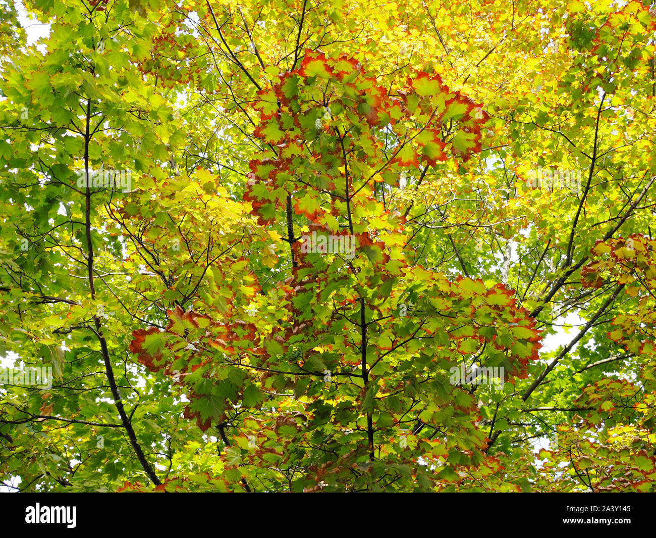 Spitzahorn mit Hitzeschäden (wegen sehr heissem/trockenem Sommer) Stock Photo