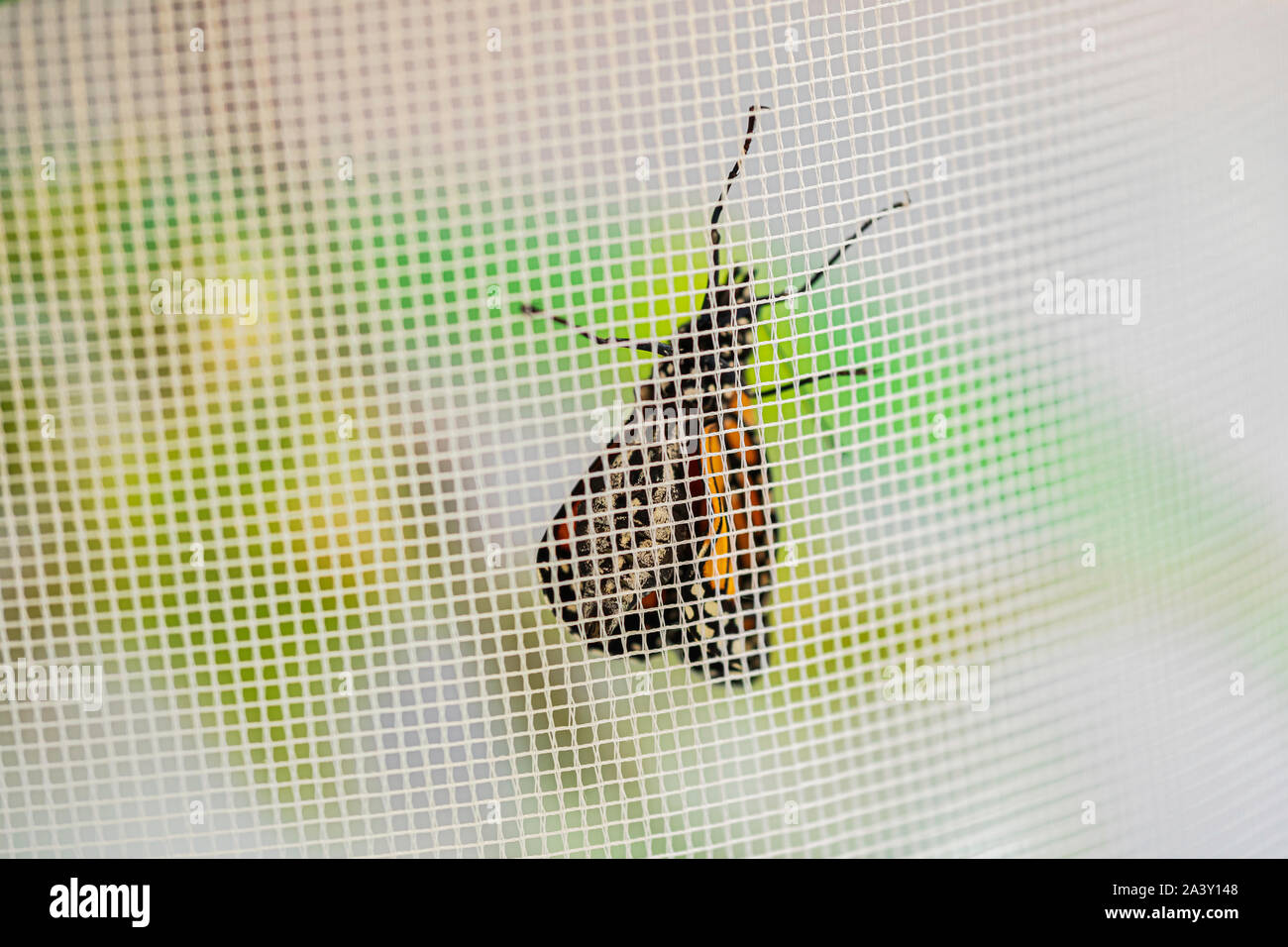 A newly emerged Monarch butterfly, with folded wet wings, Danaus