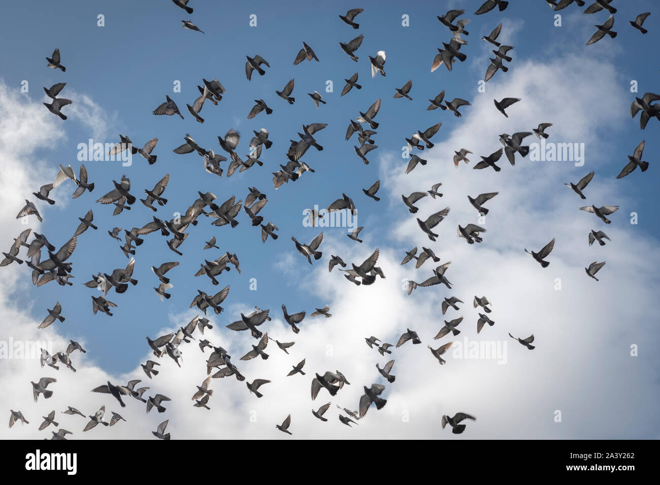 Flock of birds agains the blue sky-Columba livia domestica Stock Photo