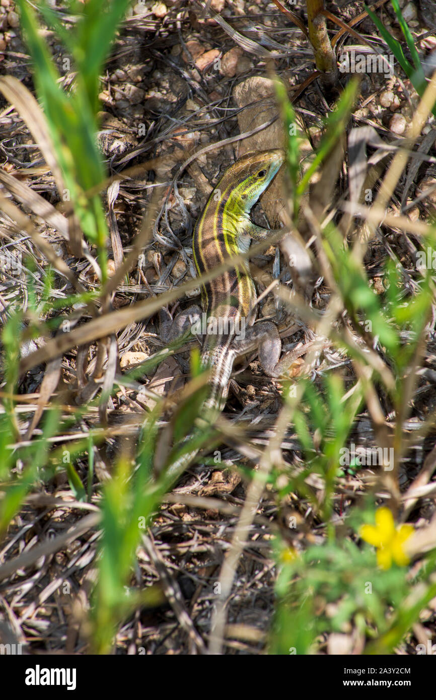 Six- lined Racerunner lizard (Aspidoscelis sexlineata), hiding among grassy vegetation, Castle Rock Colorado US. Photo taken in August. Stock Photo