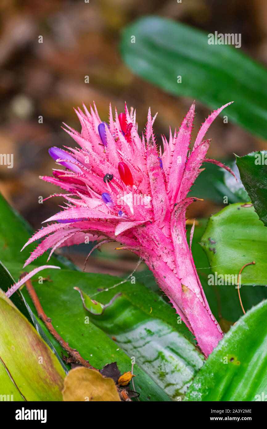 Aechmea fasciata flower blooming, with green leaves Stock Photo