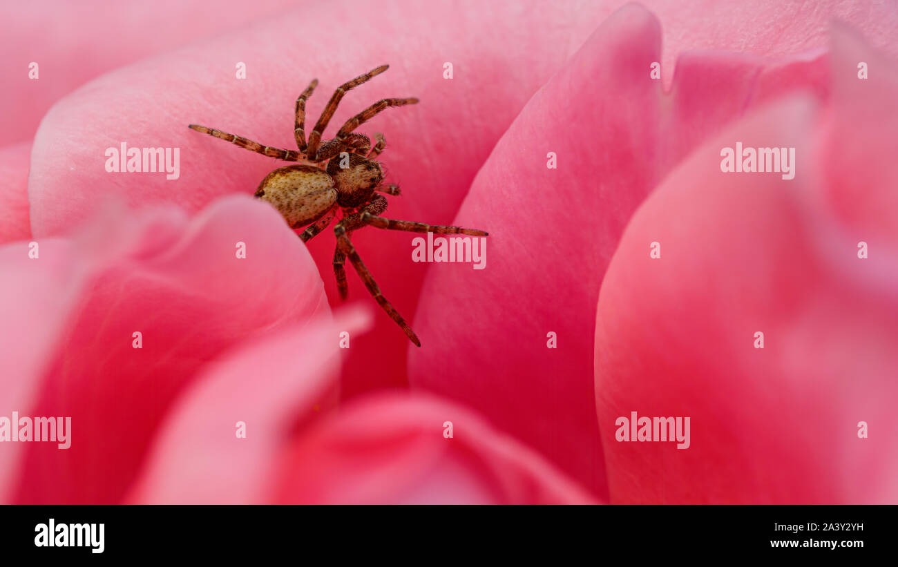 A small buzzing spider emerges from a pink rose head in a residential garden, Sutton Coldfield, west Midlands, United Kingdom. Stock Photo