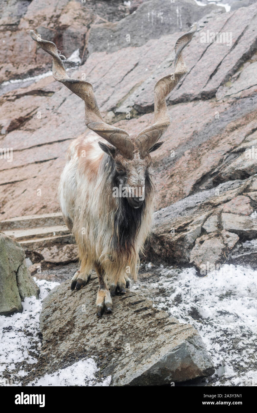 Markhor (capra falconeri) on rocks with snow background looking to at you Stock Photo