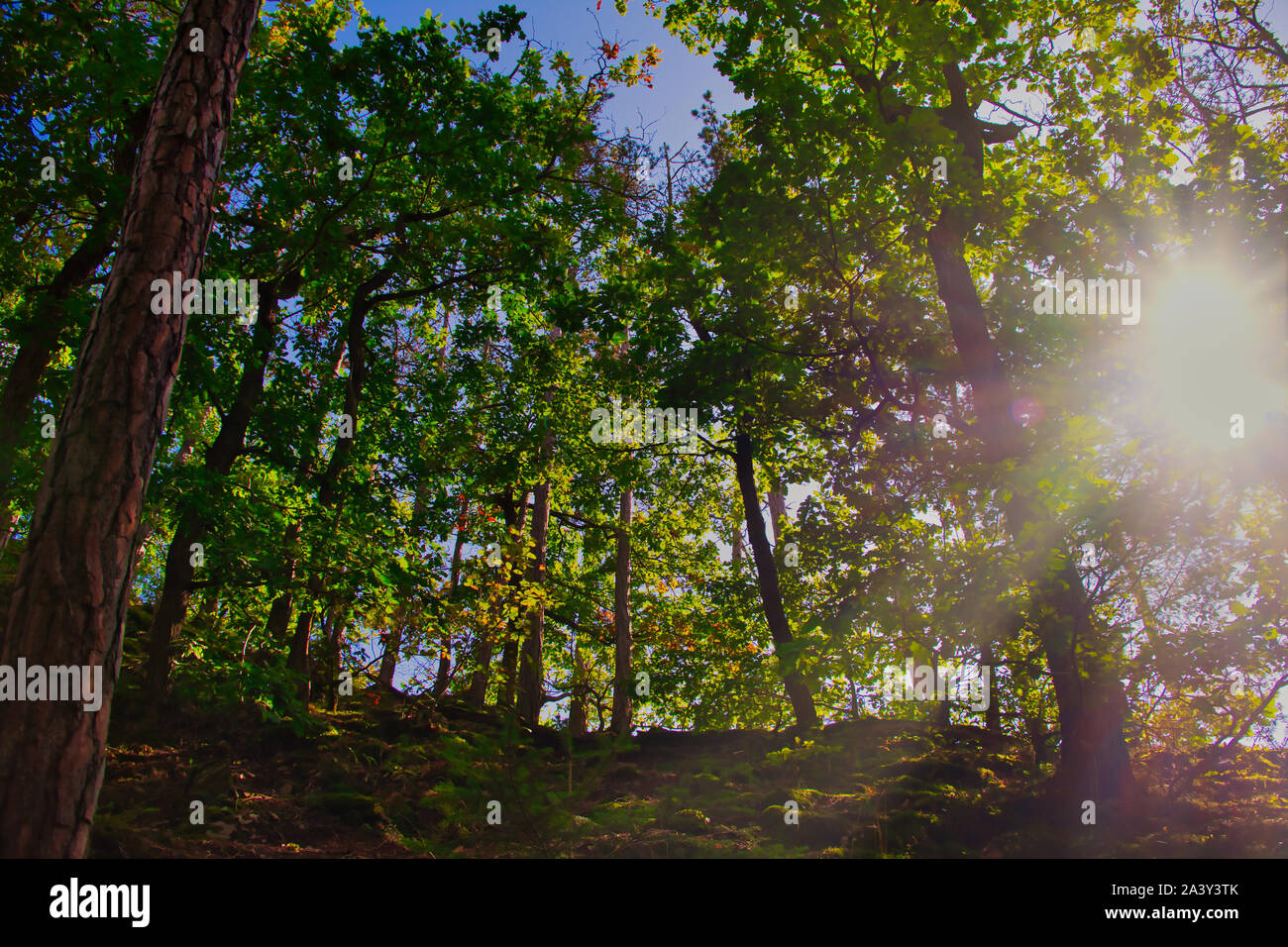 forest color picture with sunbeams shining through the trees, horizontal color picture Stock Photo