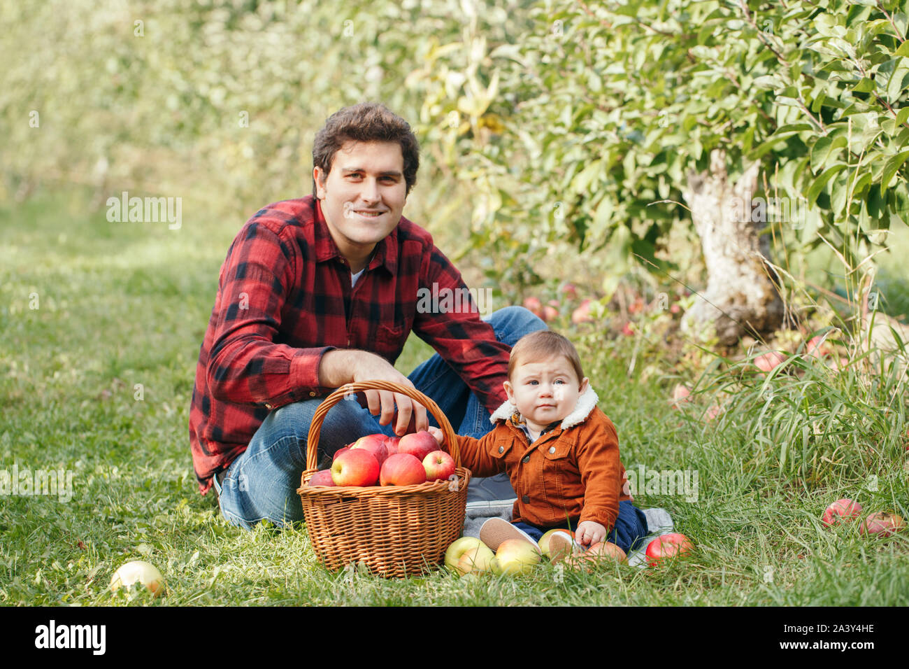 Happy father with baby boy on farm picking apples in wicker basket. Gathering of autumn fall harvest in orchard. Dad feeding son with healthy snack. S Stock Photo