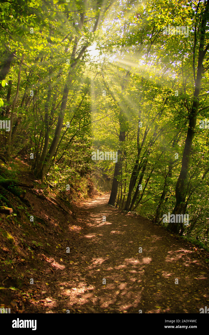 sunbeams are shining through trees in a forest over a path Stock Photo ...