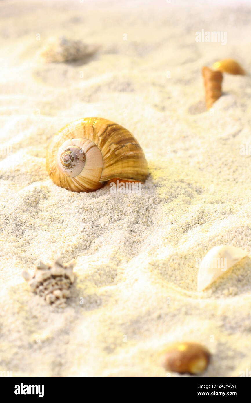 Sand background with shells and snails on tropical beach Stock Photo ...