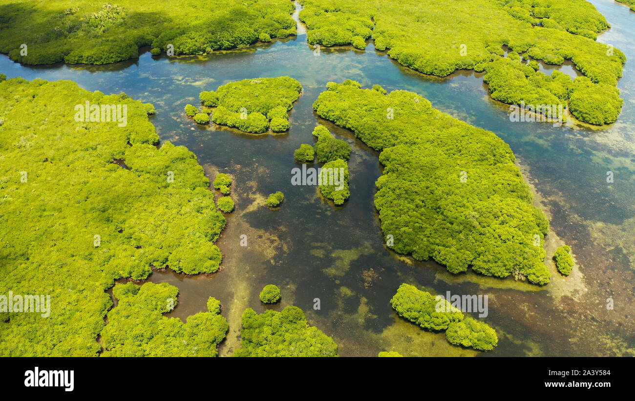 Aerial view of rivers in tropical mangrove forests. Mangrove landscape, Siargao,Philippines. Stock Photo