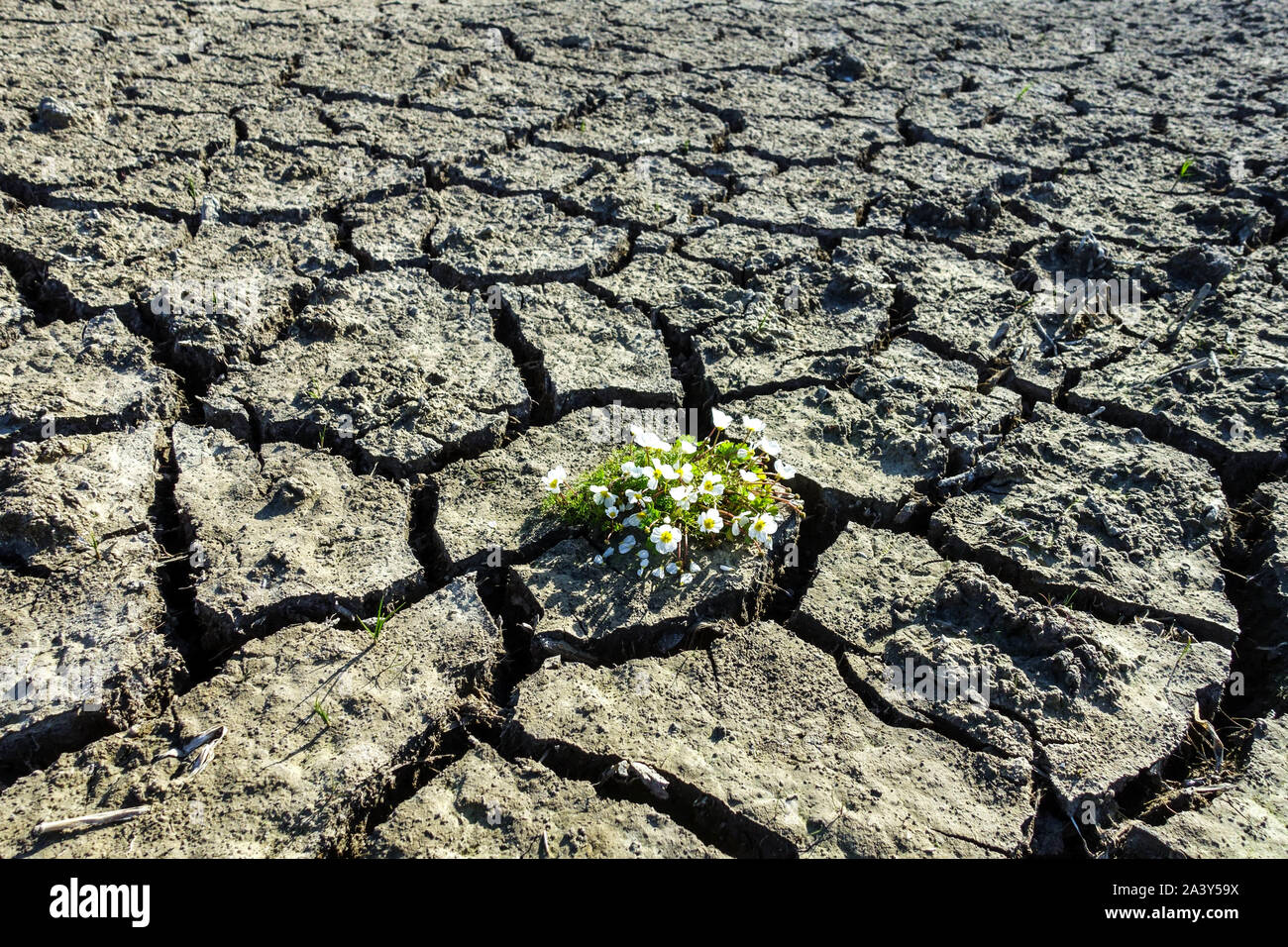 Cracked soil drought, plant Change climate impact Lack of water scene Global warming Flowering plant in dried out mud Stock Photo