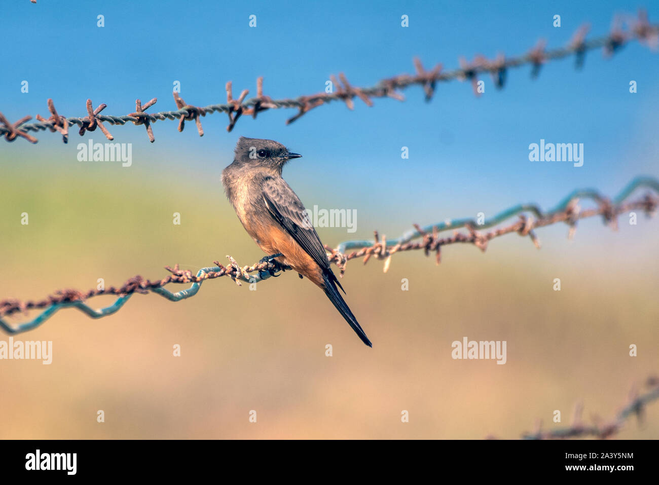 Cute Say's Phoebe bird clinging to sharp barbed wire fencing while looking over shoulder to right. Stock Photo