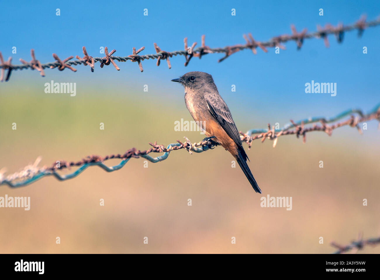 Cute Say's Phoebe bird clinging to sharp barbed wire fencing while looking to left. Stock Photo