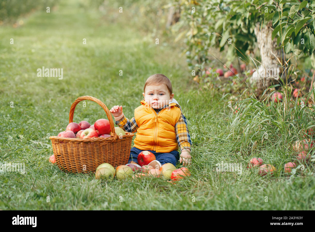 Sad child on farm picking apples in orchard. Portrait of cute adorable funny little baby boy in yellow clothes with wicker basket. Kid gathering autum Stock Photo