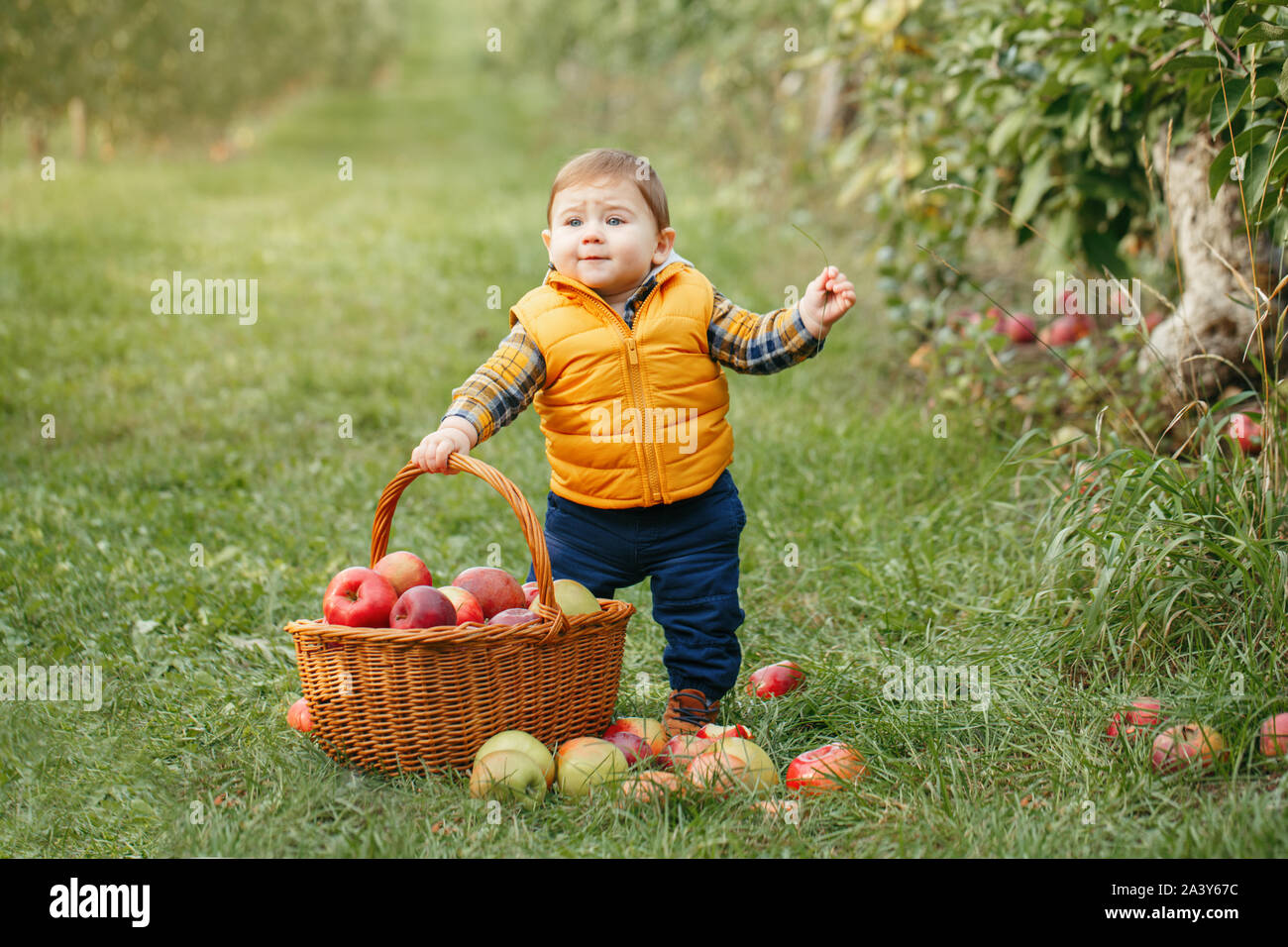 Happy child on farm picking apples in orchard. Portrait of cute adorable funny little baby boy in yellow clothes with wicker basket. Kid gathering aut Stock Photo