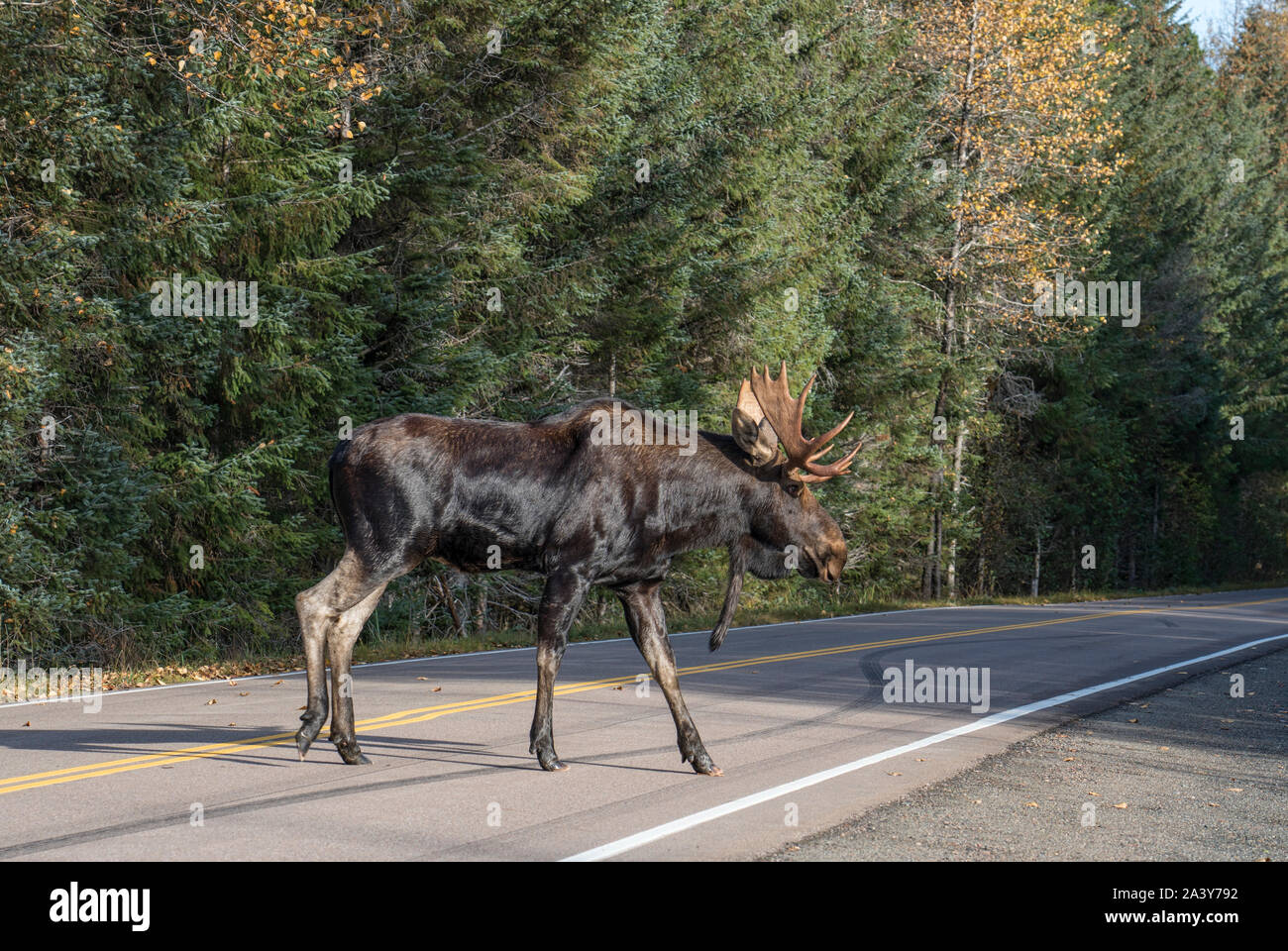 Bull moose crossing road in hi-res stock photography and images - Alamy