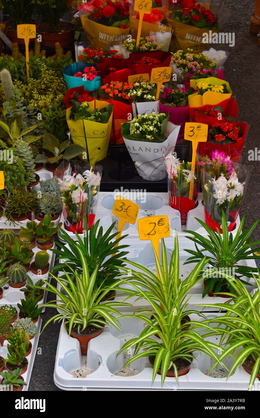 Bouquets of flowers and blossoming potted plants including cactus for sale on a local market in Europe. French florist set up stall on the street. Stock Photo