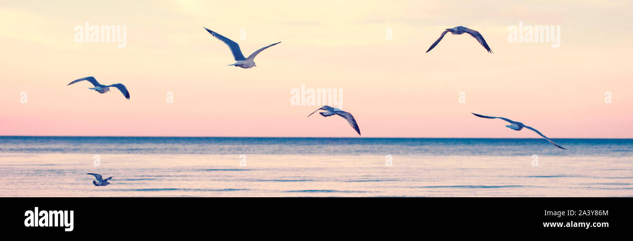 Large group flock of seagulls birds on sea lake water and flying in sky on summer sunset. Web banner header for website. Toned with retro vintage hips Stock Photo