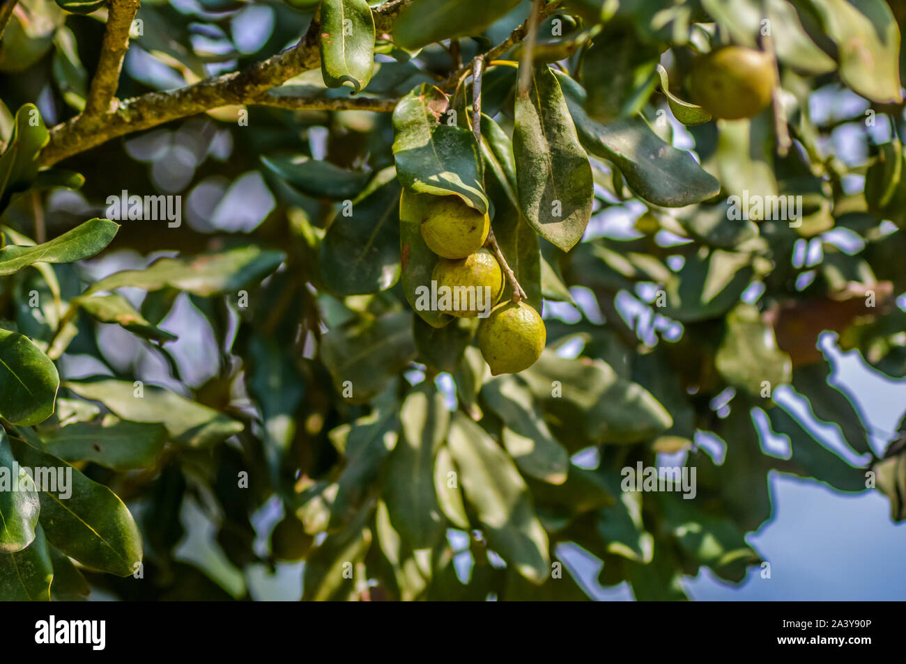 Organic fresh Macadamia nut on tree and plant in a farm in Graskop Mpumalanga South Africa Stock Photo