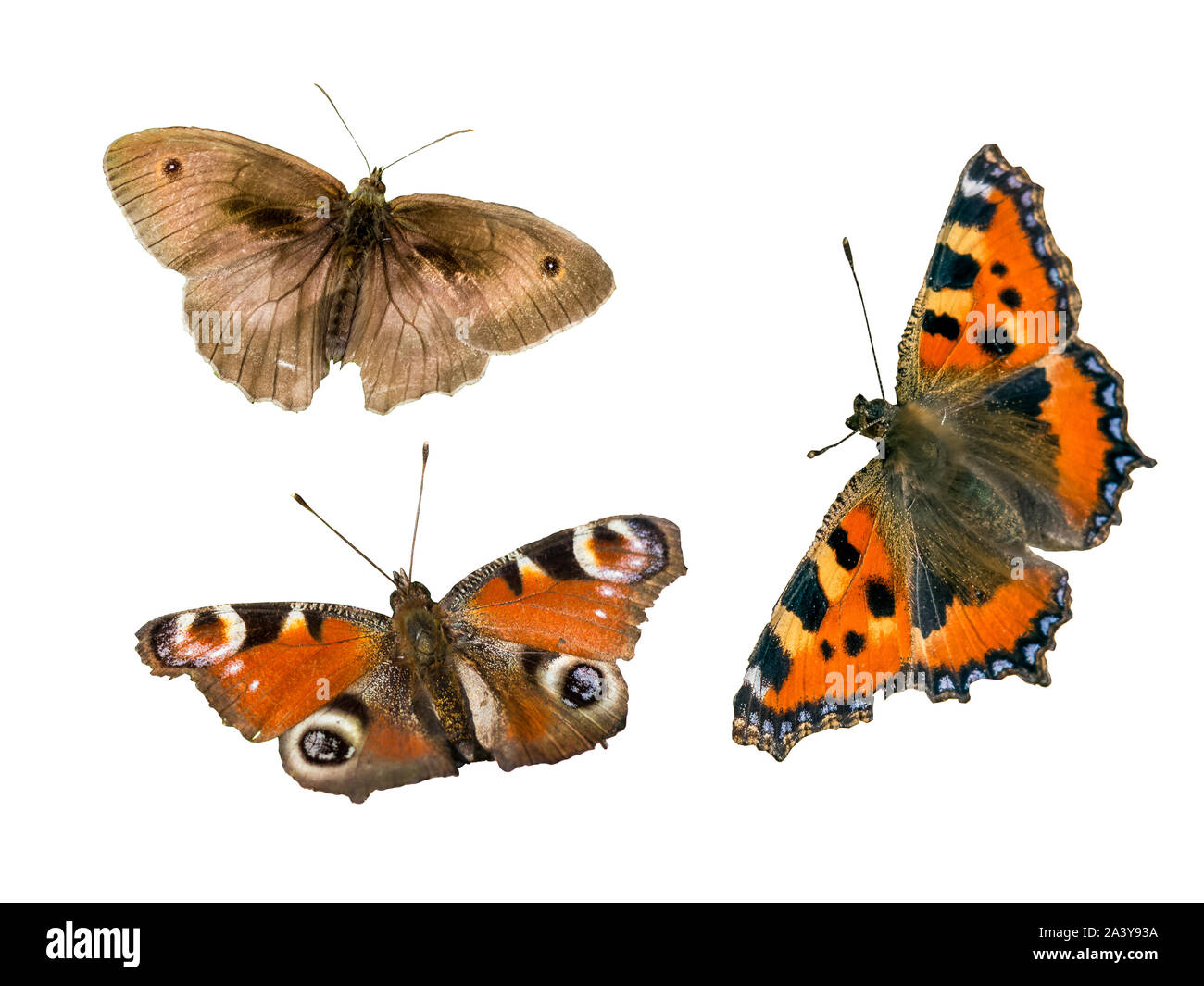 Butterflies isolated Whiteboard Stock Photo