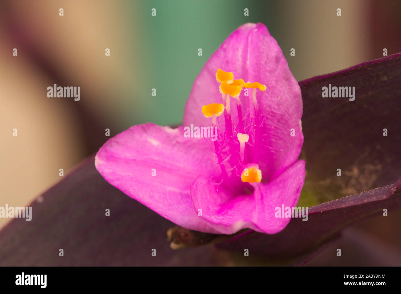 Close-up of a purple tradescantia flower or man's love (Tradescantia pallida) Stock Photo