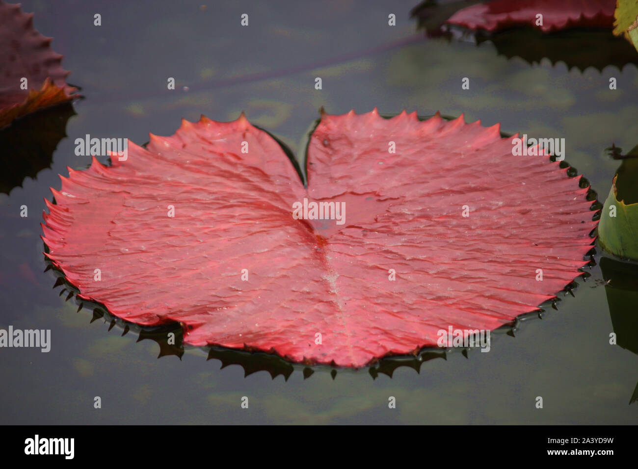 Close up of a red lily pad floating in a pond in autumn Stock Photo