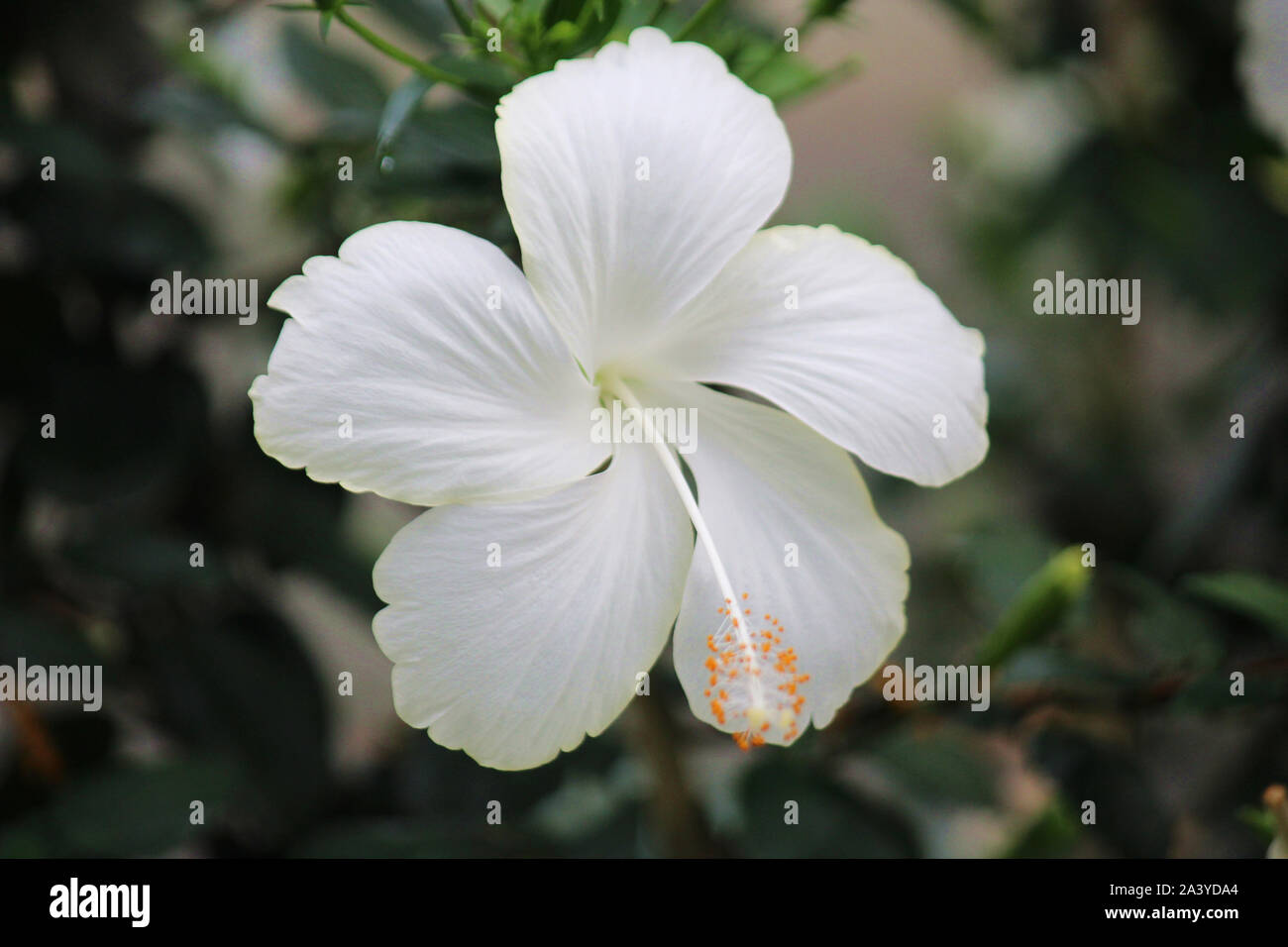 Close up of a white Hibiscus flower in full bloom using a bokeh effect Stock Photo