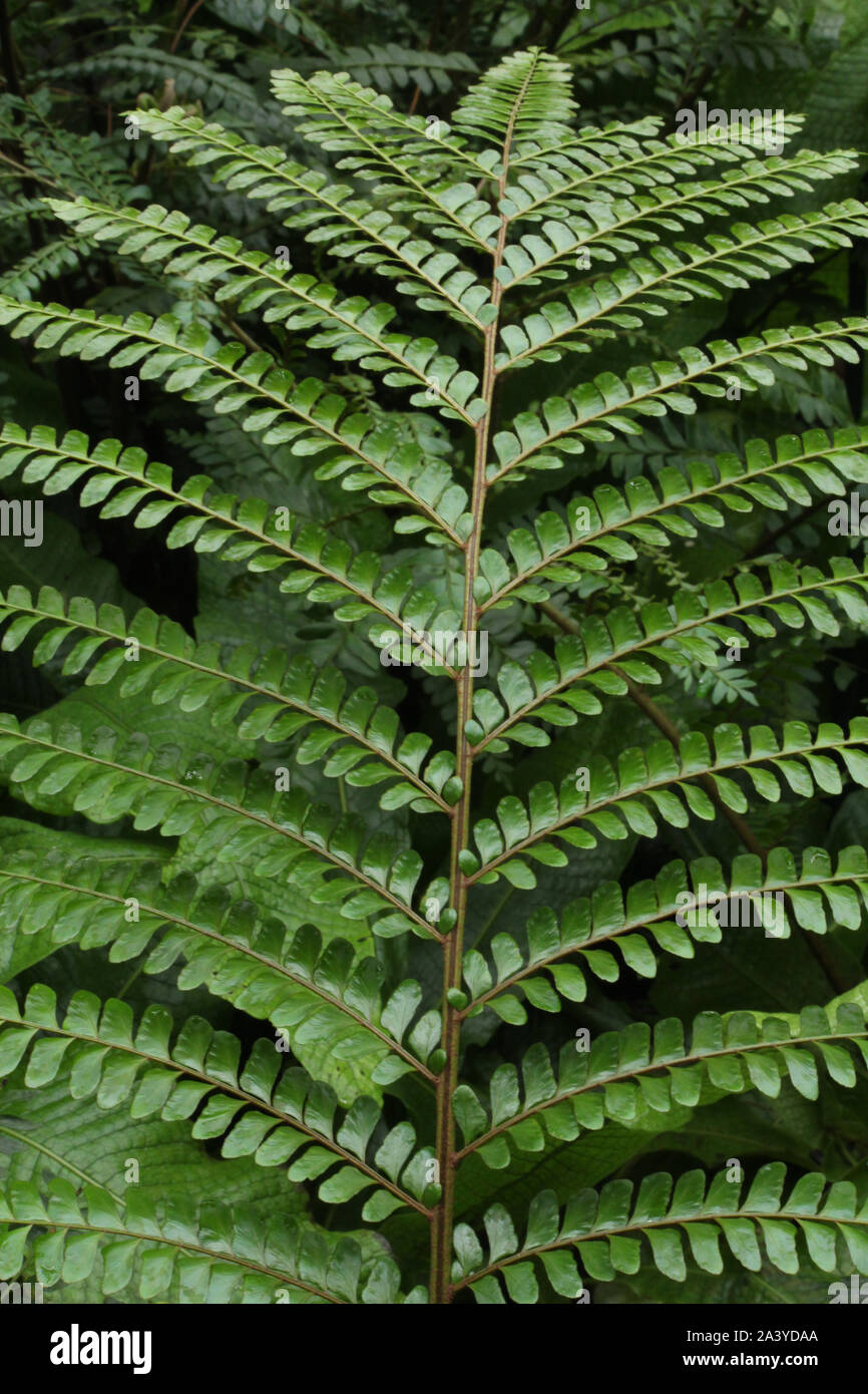 Close up of a Mahogany Fern leaf Stock Photo