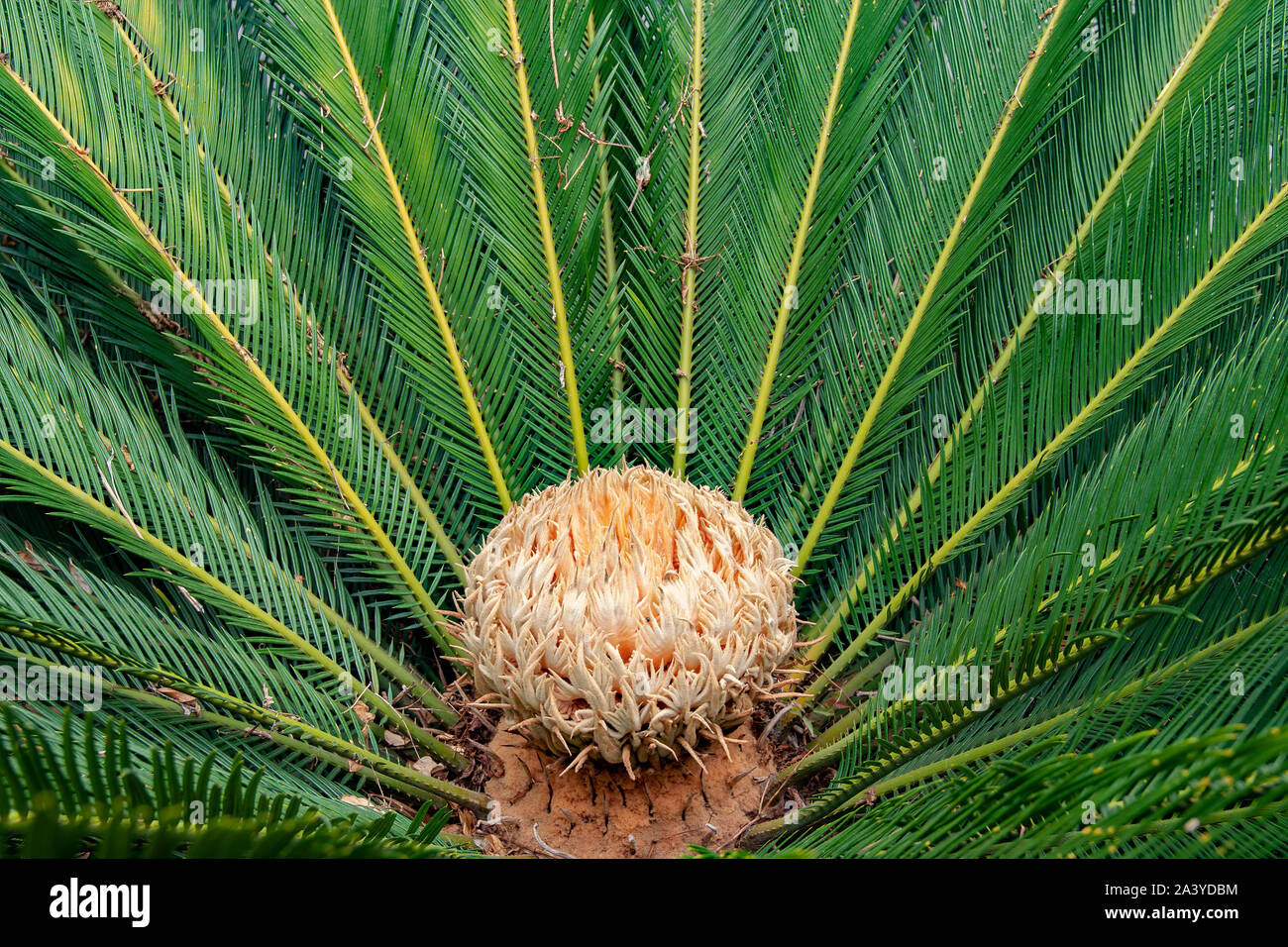 A closeup of the female reproductive structure of the Japanese Sago Palm which is a type of cycad popular in some gardens and parks. Stock Photo