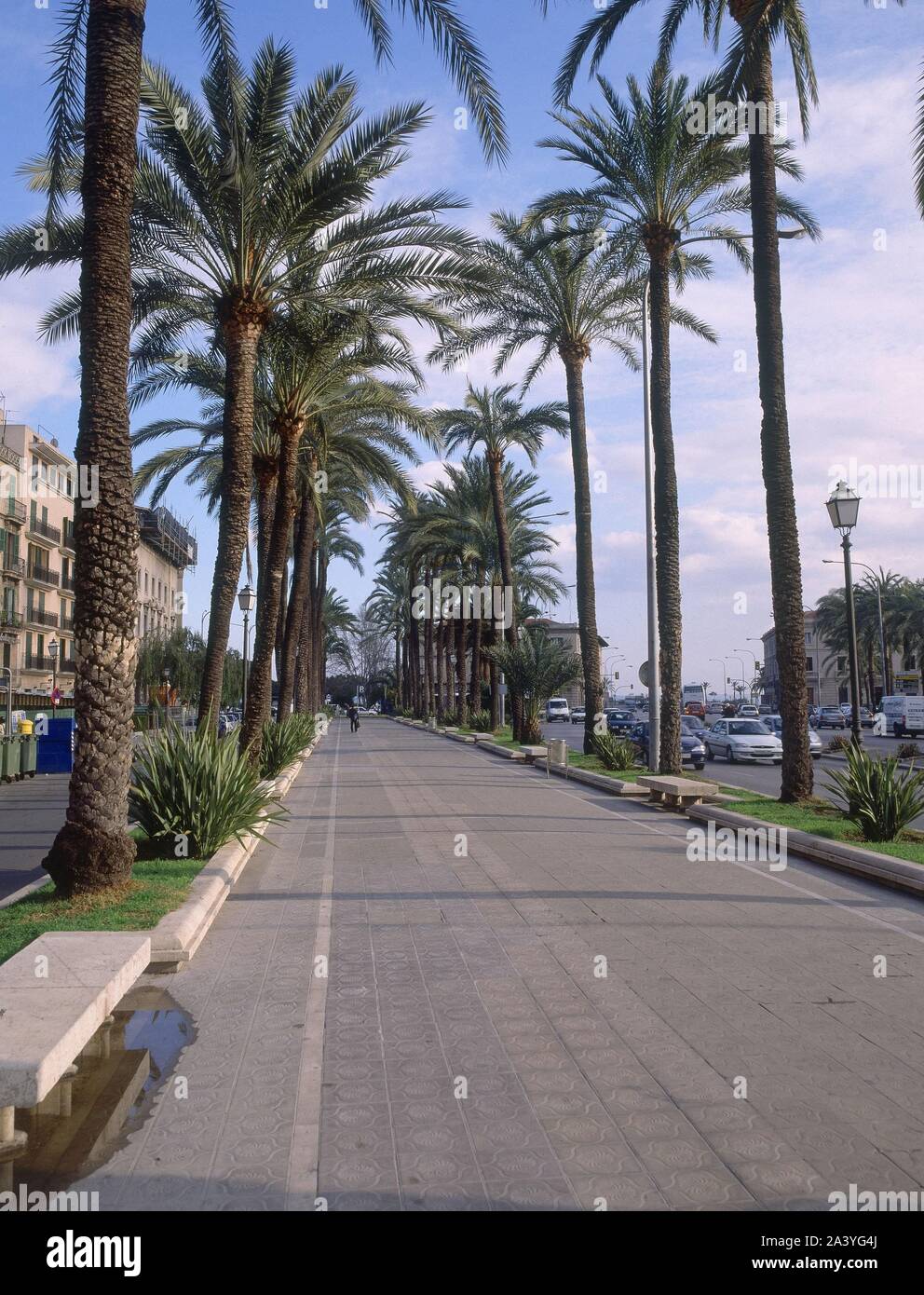 PASEO DE GABRIEL ROCA. Location: EXTERIOR. Palma. MALLORCA. SPAIN Stock ...