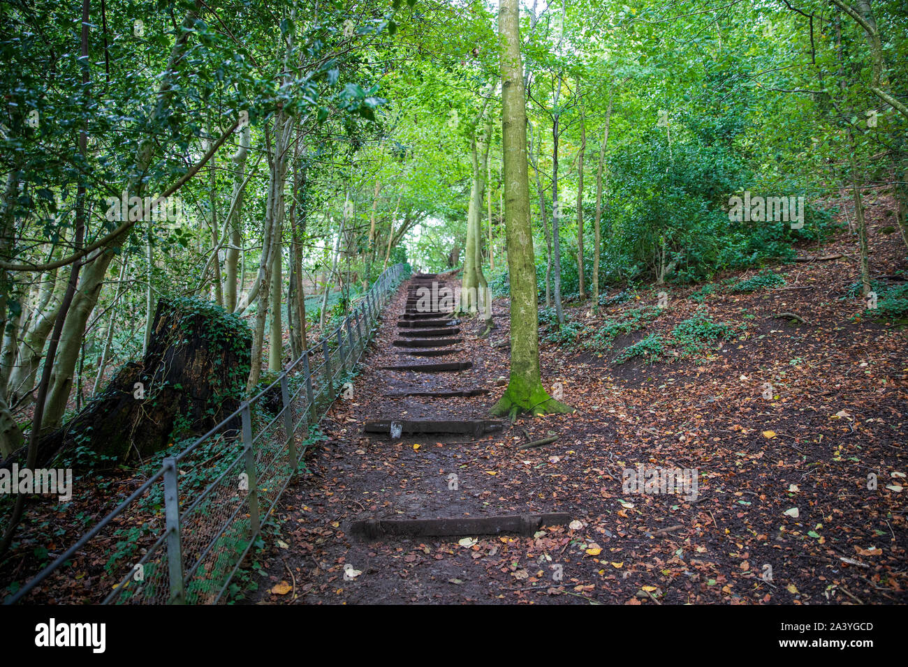 National Trust, Bath Skyline, Claverton Down Trail at Rainbow Woods