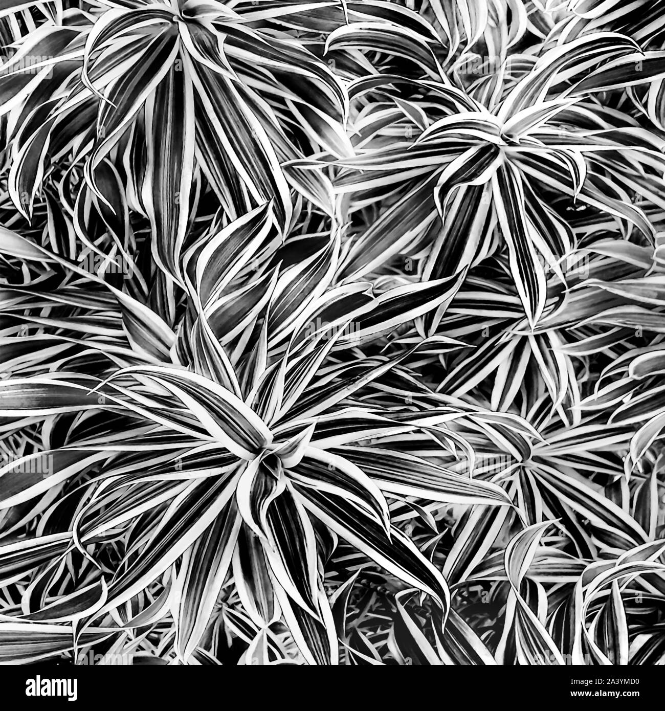 Black and white tropical style motif plants texture pattern Stock Photo ...