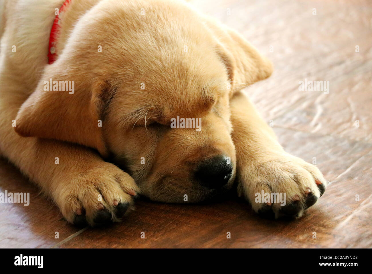 yellow labrador retriever puppy asleep on the floor Stock Photo