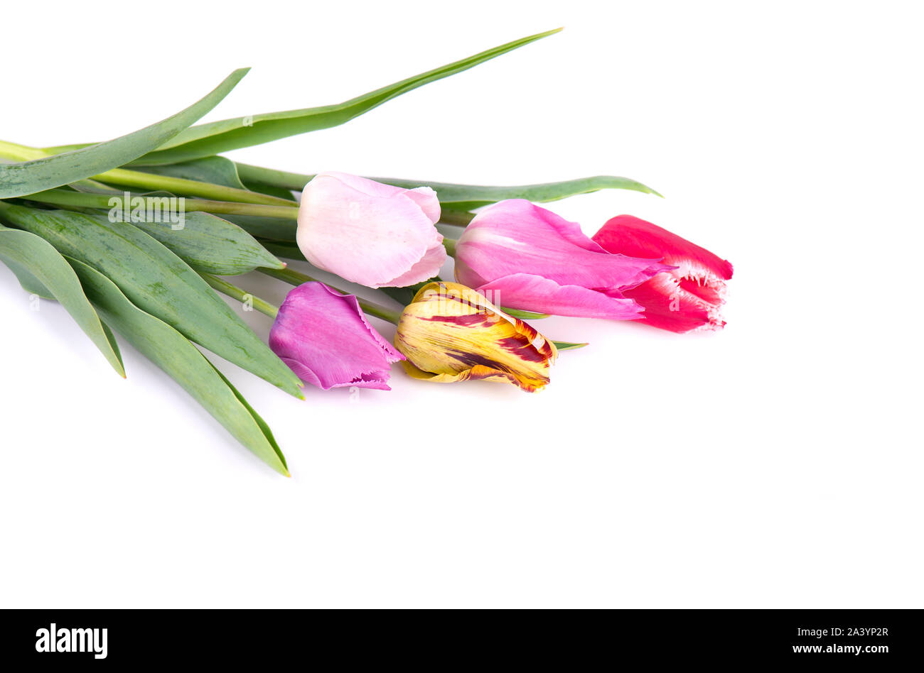 Bouquet of colorful tulips isolated on white background. Spring bouquet ...