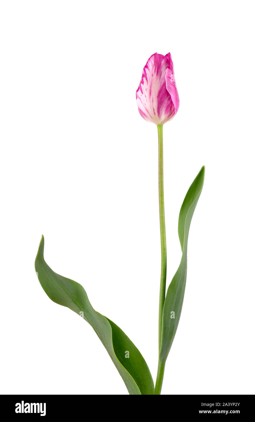Pink tulip flower, isolated on white background Stock Photo - Alamy