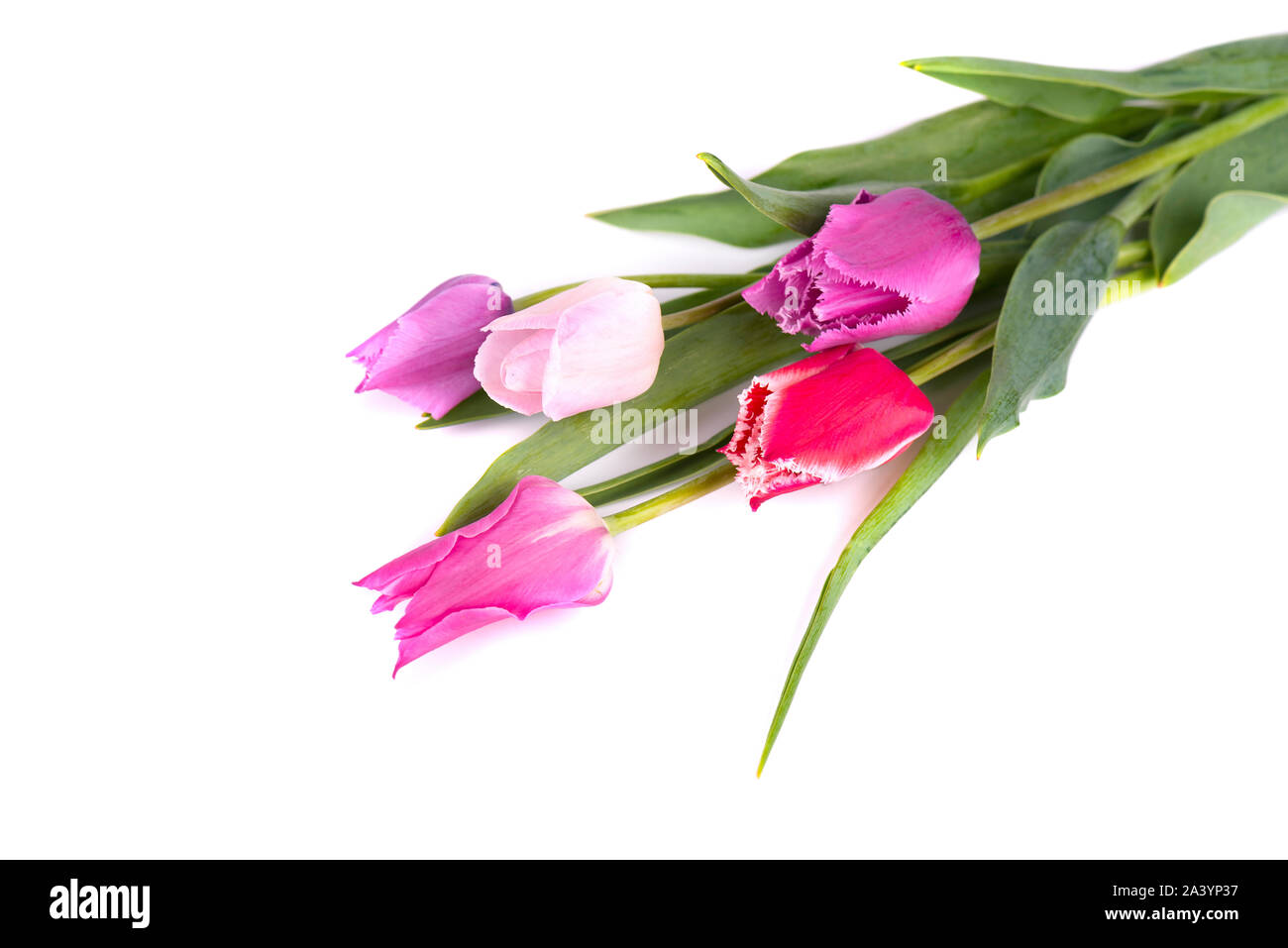 Bouquet of colorful tulips isolated on white background. Spring bouquet ...