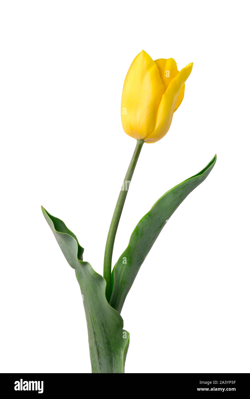 Yellow tulip isolated on white background. Spring Flower Stock Photo ...