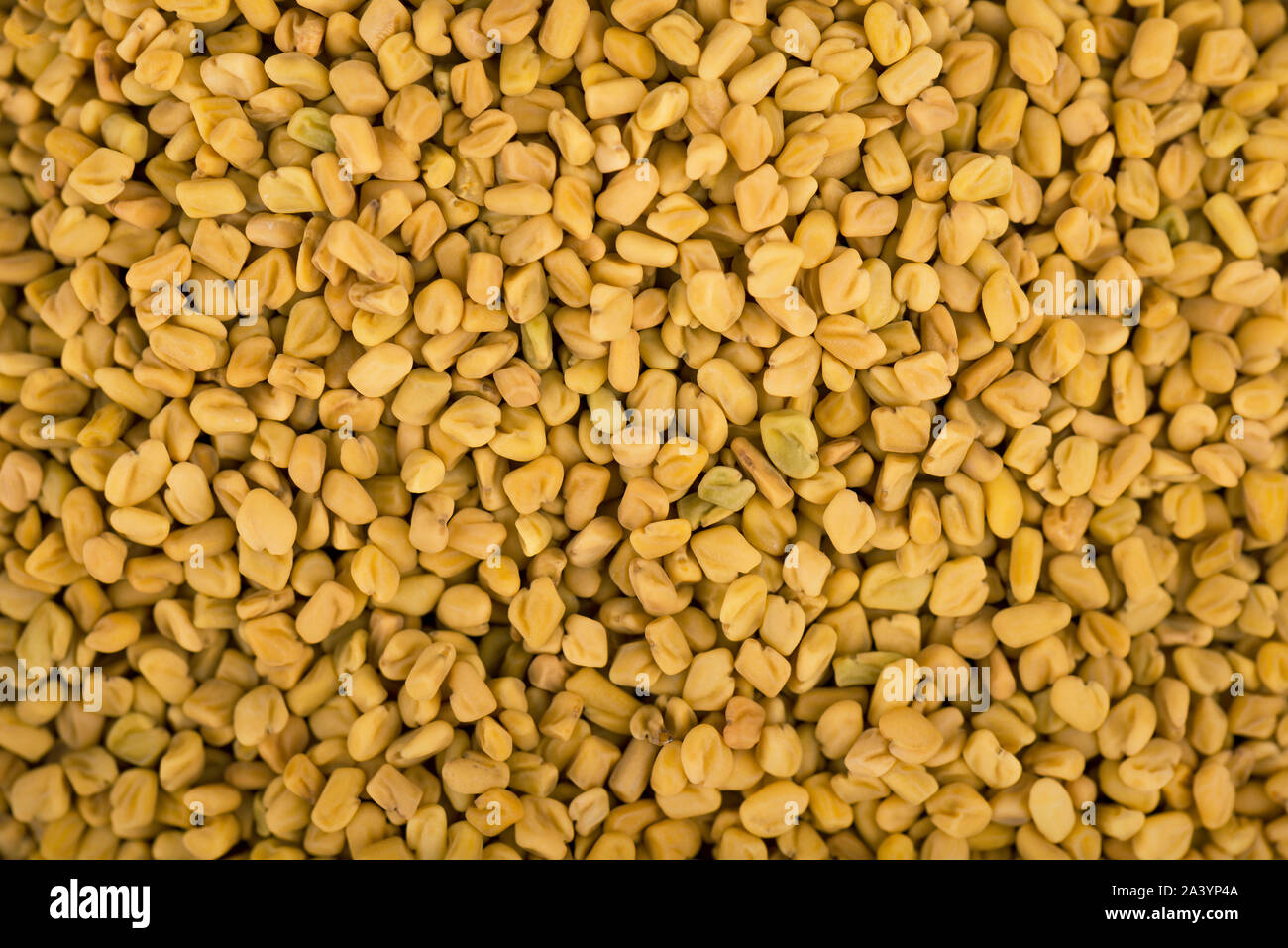 Fenugreek seeds background, spice, culinary ingredient. Indian Spices