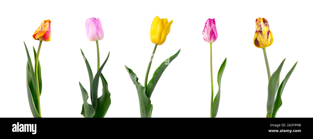 Tulip on a long stem with leaves, isolated on white background. Set of