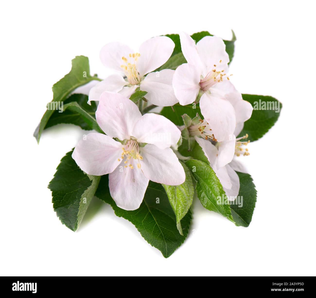 Apple tree flowers isolated on white background. Spring blossoms Stock Photo