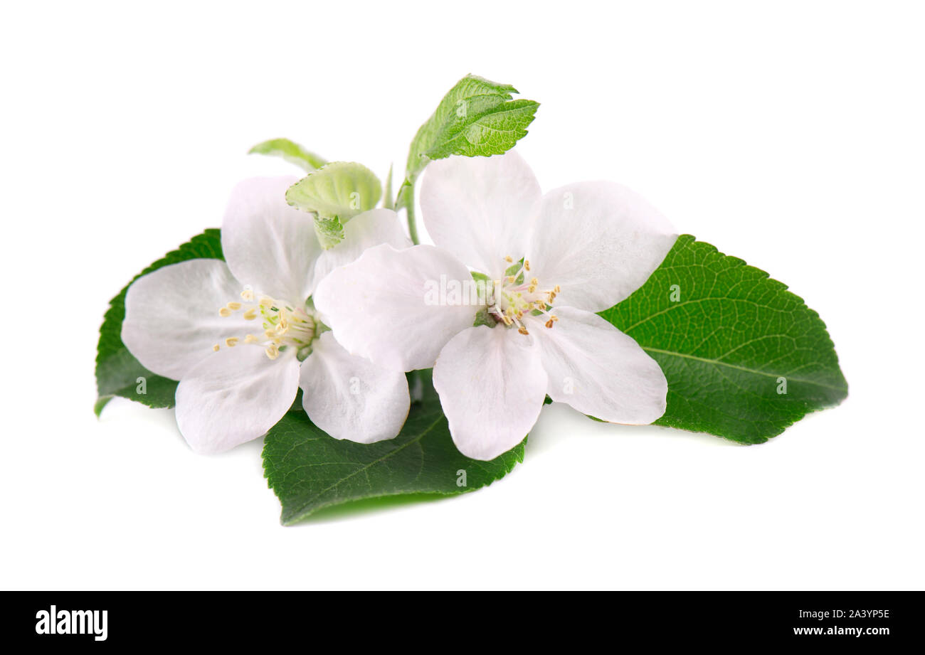 Apple tree flowers isolated on white background. Spring blossoms Stock Photo