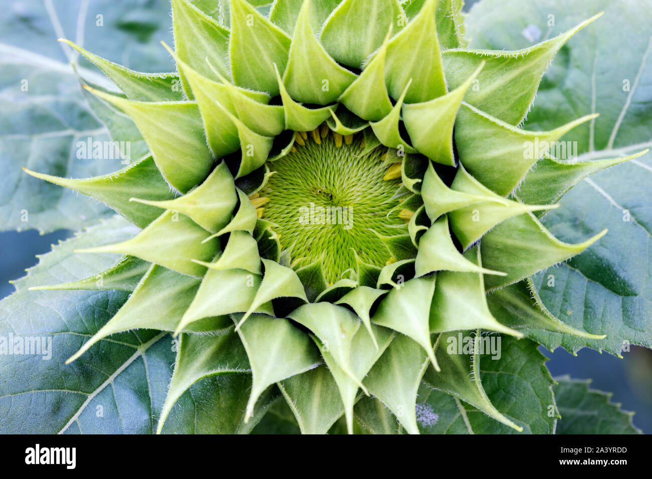 Abstract Patterns of a Sunflower - Asheville, North Carolina, USA Stock Photo