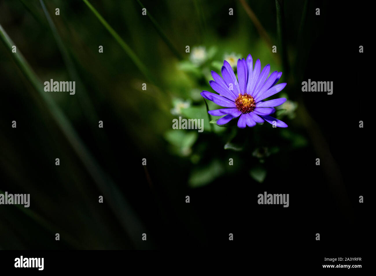 Lone Aster Flower (Asteraceae) against dark background - North Carolina Arboretum, Asheville, North Carolina, USA Stock Photo